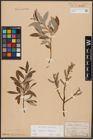 Foto von Salix caprea L. x Salix eleagnos Scop.